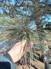 Pinus
