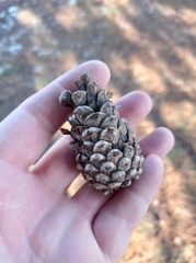 Pinus