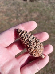Pinus