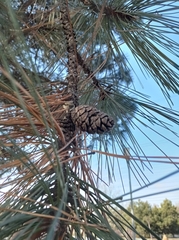 Pinus