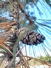Pinus