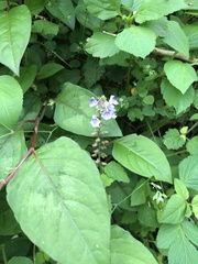 Scutellaria rubropunctata