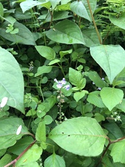 Scutellaria rubropunctata