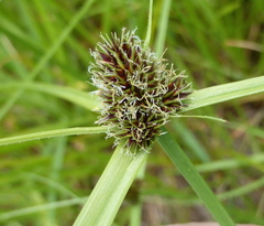 Cyperus teneristolon