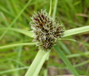 Cyperus teneristolon - Photo (c) Jane Trembath, some rights reserved (CC BY-NC), uploaded by Jane Trembath