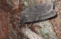 Lithophane laticinerea