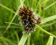 Cyperus teneristolon