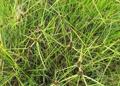Cyperus teneristolon