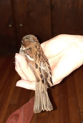 Passer domesticus
