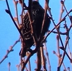 Sturnus vulgaris