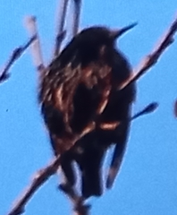 Sturnus vulgaris