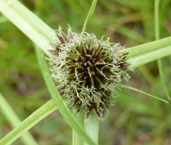 Cyperus teneristolon