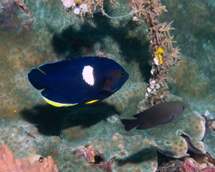 Keyhole Angelfish photo 4