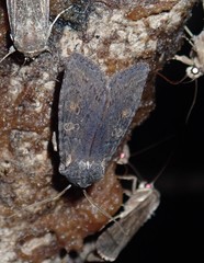 Lithophane antennata