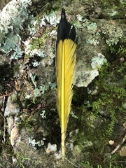 Colaptes