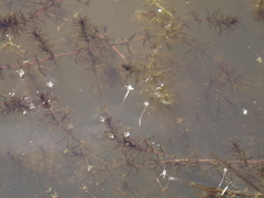 Hydrilla verticillata