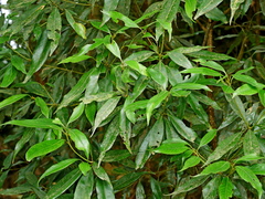 Lithocarpus nantoensis, photograph (c) Jacy Chen, some rights reserved (CC BY)