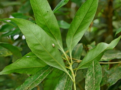 Lithocarpus nantoensis, photograph (c) Jacy Chen, some rights reserved (CC BY)