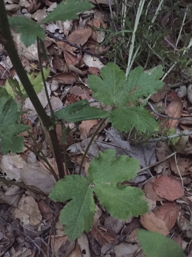 iNaturalist observation photo of Pacific Sanicle