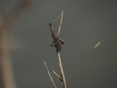 Physomerus centralis