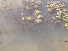 Hydrilla verticillata