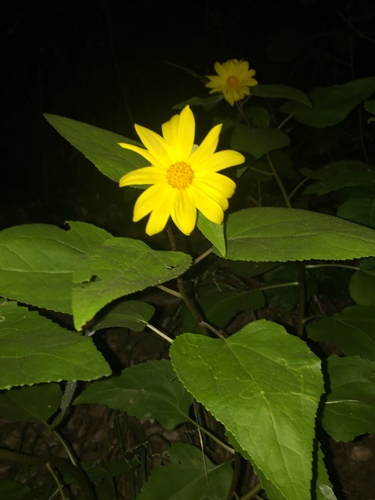 iNaturalist observation photo of canyon sunflower