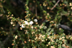 Acacia biflora