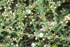 Acacia biflora