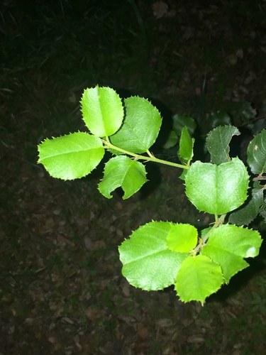 iNaturalist observation photo of hollyleaf cherry
