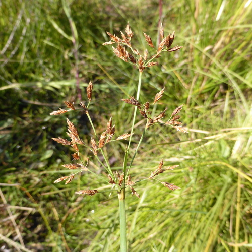 Fimbristylis complanata