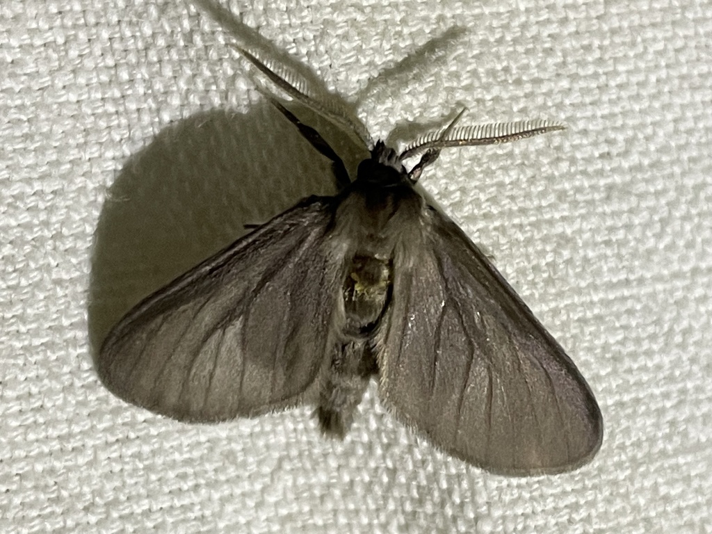 Apisa rendalli