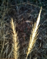 Setaria scheelei