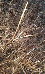 Setaria scheelei