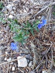 Glandora prostrata prostrata