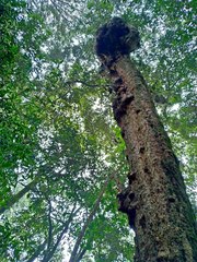 Lithocarpus amygdalifolius (Lithocarpus amygdalifolius)