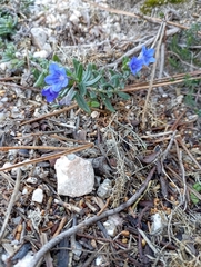 Glandora prostrata prostrata