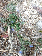 Glandora prostrata prostrata