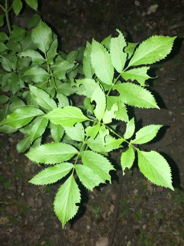 iNaturalist observation photo of blue elder
