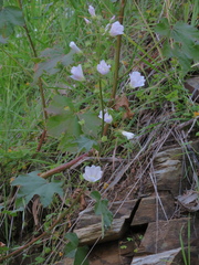 Malva preissiana