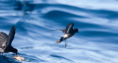 Hydrobates pelagicus