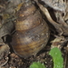Common Banded Pond Snail - Photo (c) Aditya Bari, some rights reserved (CC BY-NC), uploaded by Aditya Bari