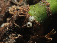 Chrysozephyrus mushaellus