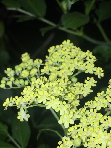 iNaturalist observation photo of blue elder