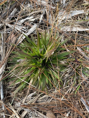 Image of Dichanthelium tenue by (c) Brandon Corder, some rights reserved (CC BY)