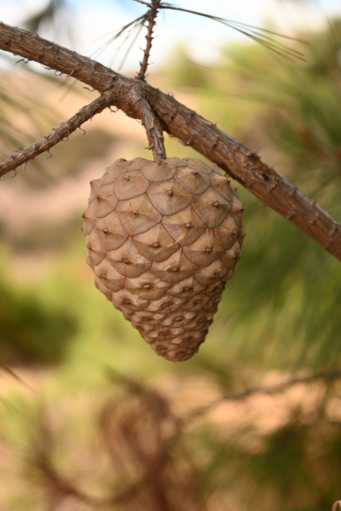 McVaugh's pine