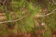 Pinus praetermissa
