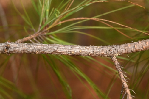 McVaugh's pine