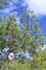 Pinus praetermissa