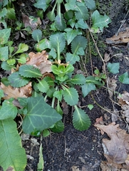 Saxifraga spathularis
