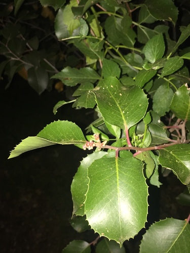 iNaturalist observation photo of hollyleaf cherry